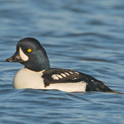 Male. Note: steep forehead, and white crecent on face. Black meets water towards front of sides (compare male Common Goldeneye).