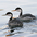 Western Grebe (left) with Clark's Grebe. Note: different bill colors (which do not change seasonally). Darker feathers around eye and darker flanks also indicative but seasonally variable.